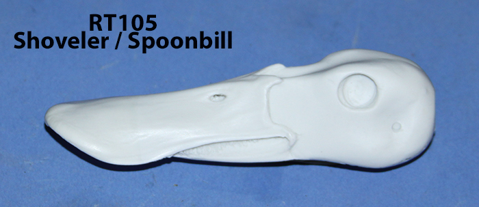 RT105 Shoveler / Spoonbill