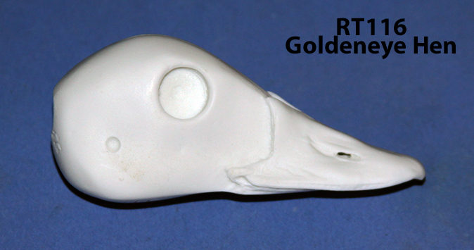 RT116 Goldeneye Hen