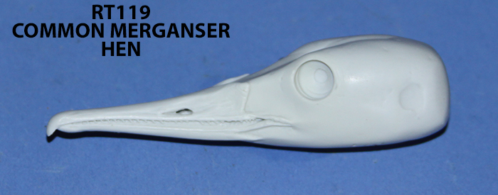 RT119 Common Merganser Hen