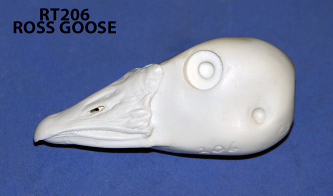 RT206 Ross Goose