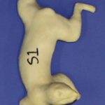 S01 Classics Squirrel Form