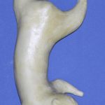 S06 Classics Squirrel Form