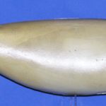 SR1714 Striped Bass Right Side