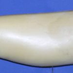 SR2116 Striped Bass Right Side