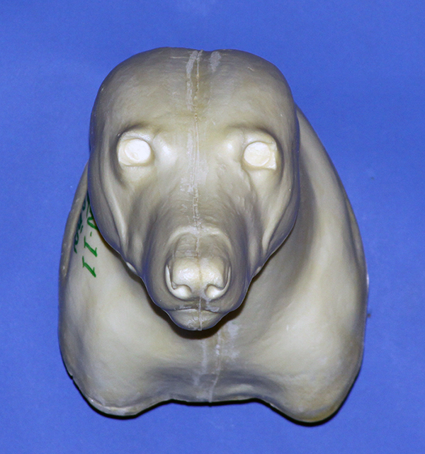 CTW11 Timber Wolf Shoulder - Peter Knapton