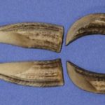 TUSK6P Stained - Tusk Length 4 1/2"