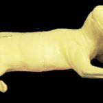 CTW352 Timber Wolf - Peter Knapton