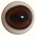 WB34M White Banded 34MM Medium