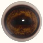 WBE34 Elk 34 MM with White Band