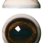 WBV34L White Banded with Veins 34 MM Light