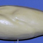 Mallard or Black Duck • Average