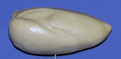 Mallard or Black Duck • Average