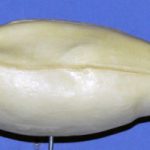 Hooded Merganser or Shoveler