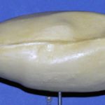 Blue Wing or Cinnamon Teal