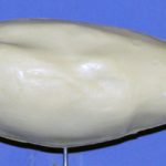 Redhead, Scaup, Ringneck, Goldeneye, or Ruddy Duck