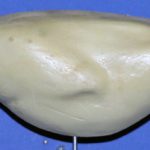 Golden Pheasant, Grouse or Sharp Tail