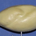 Bobwhite Quail • Wild