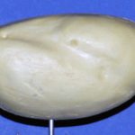 Bobwhite Quail • Domestic