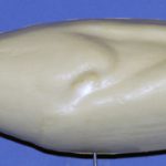 Snow or Blue Goose • Medium