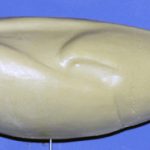 Canadian Goose 8-9 lbs.