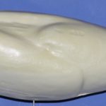 Canadian Goose 12-13 lbs.