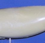 WFL13B Weakfish • Speckled Trout