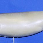 WFL16B Weakfish • Speckled Trout