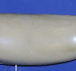 WFL18B Weakfish • Speckled Trout