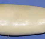 WFL20B  Weakfish • Speckled Trout