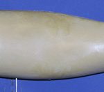 WFL22B Weakfish • Speckled Trout