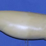 WFR14B  Weakfish • Speckled Trout