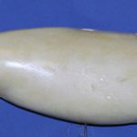 WFR18B  Weakfish • Speckled Trout