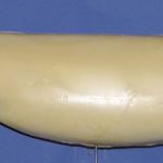 WFR20B Weakfish • Speckled Trout