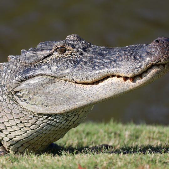 Alligator Eyes
