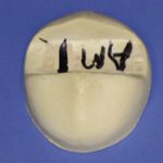 AM1 Antler Mount Form - Small