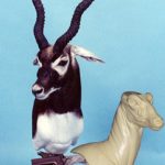 BB05 Blackbuck Pivot Pedestal Right Turn