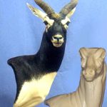 BB07 Classics Blackbuck Wall Pedestal Right Turn