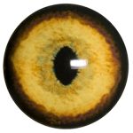 BC18 Bobcat No Band 18 MM