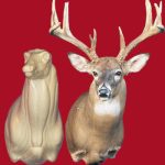 C044 Semi Upright Buck Shoulder