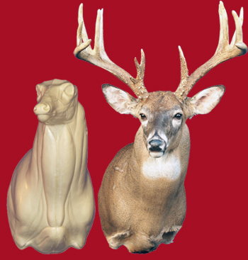 C044 Semi Upright Buck Shoulder