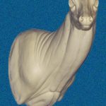 C084 Semi-Sneak Buck Shoulder