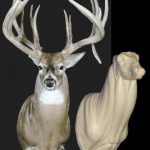 C091 Upright Buck Shoulder