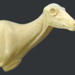 C094 Doe Shoulder Form