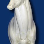 C1001 Steppin' Out Aggressive