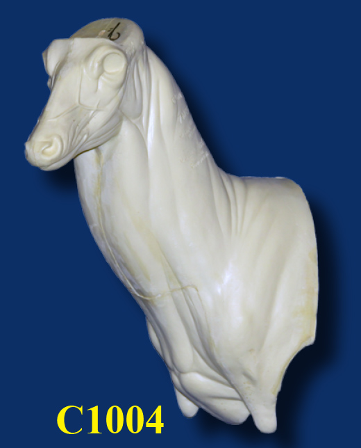 C1004 Steppin' Out Aggressive