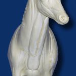 C1009 Steppin' Out Aggressive