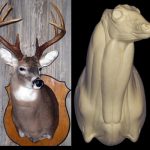 C596 Semi Upright Buck Shoulder