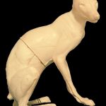 CAF001 Arctic Fox - Peter Knapton