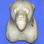 CBBR21 Black Bear - Shoulder