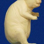 CBV1 Beaver - Sitting Upright